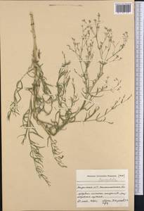 Gypsophila, Middle Asia, Caspian Ustyurt & Northern Aralia (M8) (Kazakhstan)