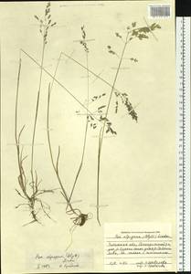 Poa alpigena Lindm., Siberia, Baikal & Transbaikal region (S4) (Russia)