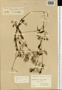 Ranunculus trichophyllus Chaix, Eastern Europe, Latvia (E2b) (Latvia)