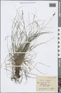 Carex supina Willd. ex Wahlenb., Eastern Europe, Central forest-and-steppe region (E6) (Russia)