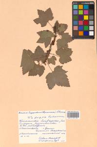 Ribes latifolium Jancz., Siberia, Russian Far East (S6) (Russia)