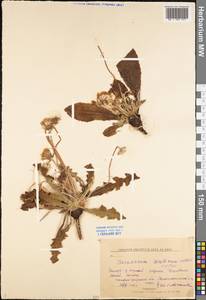 Taraxacum serotinum (Waldst. & Kit.) Poir., Eastern Europe, Lower Volga region (E9) (Russia)