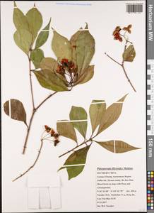 Pittosporum illicioides Makino, South Asia, South Asia (Asia outside ex-Soviet states and Mongolia) (ASIA) (China)