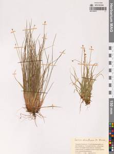 Carex, Siberia, Chukotka & Kamchatka (S7) (Russia)