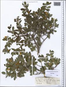 Lonicera microphylla Willd. ex Roem. & Schult., Middle Asia, Northern & Central Tian Shan (M4) (Kyrgyzstan)