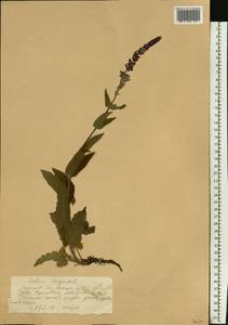Salvia nemorosa subsp. pseudosylvestris (Stapf) Bornm., Eastern Europe, Lower Volga region (E9) (Russia)