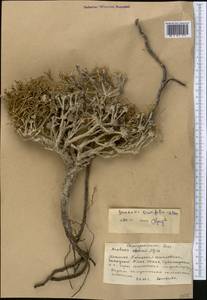Anabasis brevifolia C. A. Mey., Middle Asia, Western Tian Shan & Karatau (M3) (Kyrgyzstan)