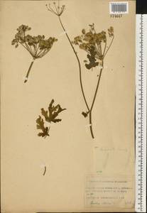 Heracleum sphondylium subsp. sibiricum (L.) Simonk., Eastern Europe, Moscow region (E4a) (Russia)