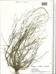 Eragrostis albensis H.Scholz, Eastern Europe, Central forest-and-steppe region (E6) (Russia)