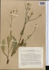 Crepis darvazica Krasch., Middle Asia, Dzungarian Alatau & Tarbagatai (M5) (Kazakhstan)