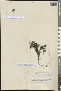 Draba micropetala Hook., Western Europe (EUR) (Svalbard and Jan Mayen)