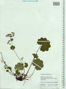 Alchemilla decalvans Juz., Eastern Europe, Volga-Kama region (E7) (Russia)