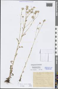 Senecio vernalis Waldst. & Kit., Eastern Europe, Central forest-and-steppe region (E6) (Russia)
