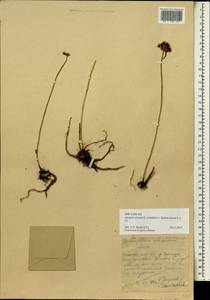 Phedimus aizoon (L.) 't Hart, Siberia, Baikal & Transbaikal region (S4) (Russia)