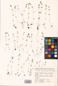 Cruciata pedemontana (Bellardi) Ehrend., Eastern Europe, Lower Volga region (E9) (Russia)