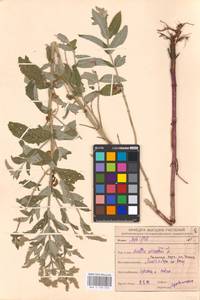 MHA 0 158 350, Mentha longifolia (L.) Huds., Eastern Europe, Central forest-and-steppe region (E6) (Russia)
