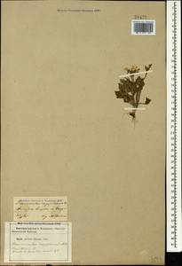 Ranunculus oxyspermus Willd., Caucasus, Azerbaijan (K6) (Azerbaijan)