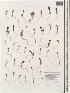 Euphrasia ossica Juz. ex Ganeschin, Caucasus, Stavropol Krai, Karachay-Cherkessia & Kabardino-Balkaria (K1b) (Russia)