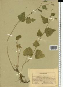 Alliaria petiolata (M.Bieb.) Cavara & Grande, Eastern Europe, Central region (E4) (Russia)