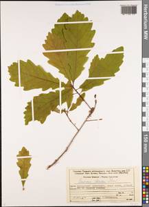 Quercus petraea subsp. iberica (Steven ex M.Bieb.) Krassiln., Caucasus, Georgia (K4) (Georgia)