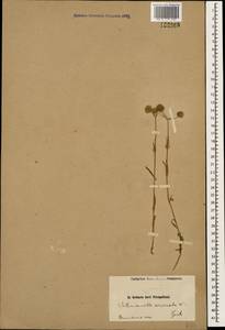 Valerianella coronata (L.) DC., Caucasus, Armenia (K5) (Armenia)