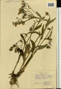 Picris hieracioides L., Eastern Europe, Central region (E4) (Russia)