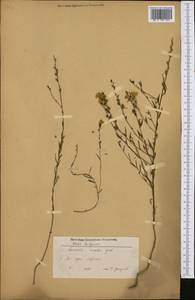 Linaria genistifolia subsp. euxina (Velen.) D. A. Sutton, Western Europe (EUR) (Bulgaria)