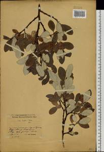 Salix krylovii E. L. Wolf, Siberia, Baikal & Transbaikal region (S4) (Russia)