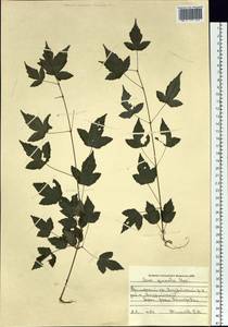 Acer tataricum subsp. ginnala (Maxim.) Wesm., Siberia, Russian Far East (S6) (Russia)