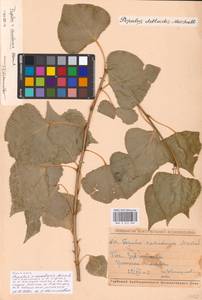 Populus ×canadensis Moench, Eastern Europe, Middle Volga region (E8) (Russia)