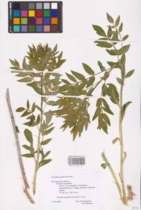 Dictamnus albus L., Eastern Europe, Central forest-and-steppe region (E6) (Russia)