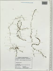 Utricularia minor L., Siberia, Central Siberia (S3) (Russia)