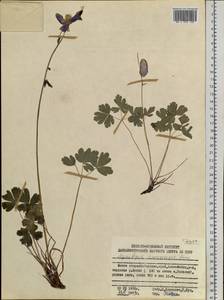 Aquilegia flabellata Siebold & Zucc., Siberia, Russian Far East (S6) (Russia)