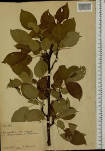 Malus, Eastern Europe, Moldova (E13a) (Moldova)