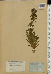 Euphorbia characias L., Eastern Europe, South Ukrainian region (E12) (Ukraine)