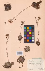 Saxifraga paniculata subsp. paniculata, Eastern Europe, West Ukrainian region (E13) (Ukraine)