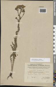 Jacobaea ferganensis (Schischk.) B.Nord., Eastern Europe, Eastern region (E10) (Russia)