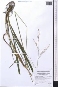 Lolium giganteum (L.) Darbysh., Middle Asia, Western Tian Shan & Karatau (M3) (Kyrgyzstan)