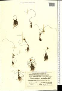 Gagea reticulata (Pall.) Schult. & Schult.f., Caucasus, Azerbaijan (K6) (Azerbaijan)