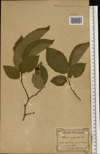 Ulmus glabra Huds., Eastern Europe, North Ukrainian region (E11) (Ukraine)