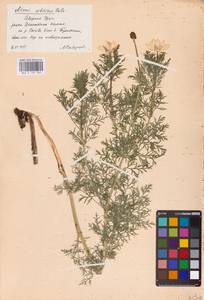 Adonis apennina L., Eastern Europe, Eastern region (E10) (Russia)