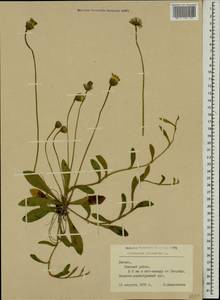 Pilosella officinarum Vaill., Eastern Europe, Latvia (E2b) (Latvia)