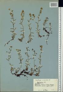 Saxifraga aizoides L., Eastern Europe, Northern region (E1) (Russia)