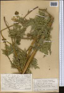 Anthriscus glacialis Lipsky, Middle Asia, Western Tian Shan & Karatau (M3) (Kazakhstan)