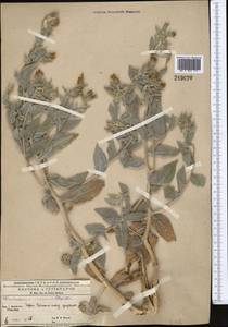 Trichodesma incanum Bunge, Middle Asia, Western Tian Shan & Karatau (M3) (Kyrgyzstan)