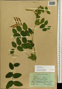 Lathyrus pisiformis L., Siberia, Altai & Sayany Mountains (S2) (Russia)