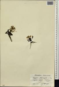 Pedicularis oederi, Siberia, Yakutia (S5) (Russia)