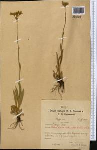 Pilosella echioides subsp. echioides, Middle Asia, Northern & Central Kazakhstan (M10) (Kazakhstan)