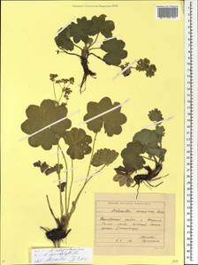 Alchemilla integribasis Juz., Eastern Europe, Eastern region (E10) (Russia)