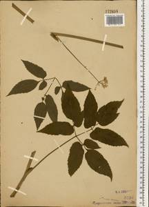 Aegopodium podagraria L., Eastern Europe, Moscow region (E4a) (Russia)